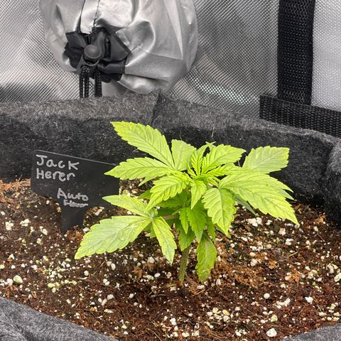 Jack Herer Auto growlog timeline photo
