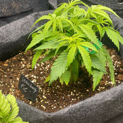 Strawberry Pie growlog timeline photo