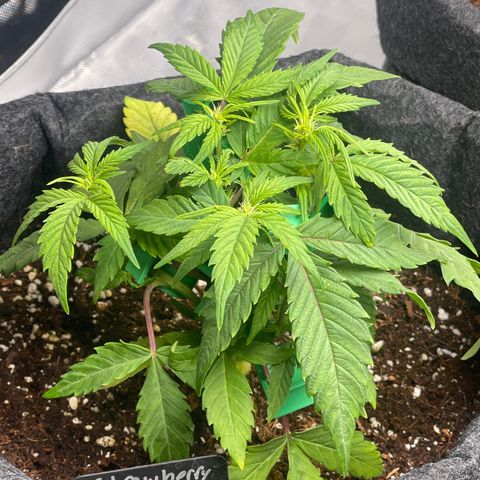 Strawberry Pie growlog timeline photo