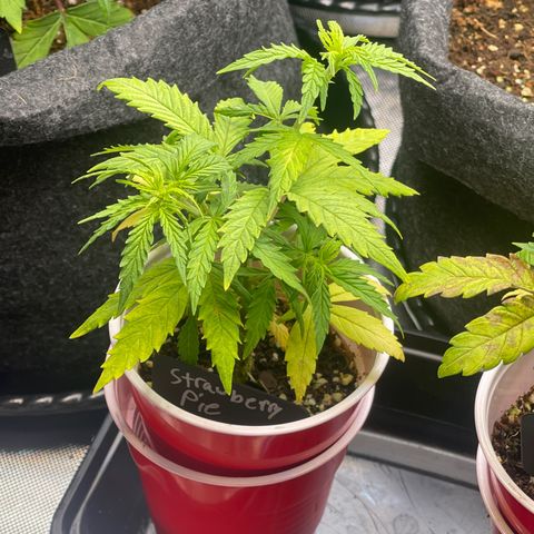 Strawberry Pie growlog timeline photo