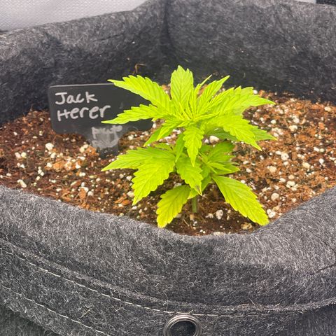 Jack Herer Auto growlog timeline photo