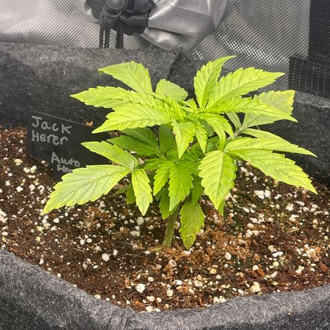 Jack Herer Auto growlog timeline photo