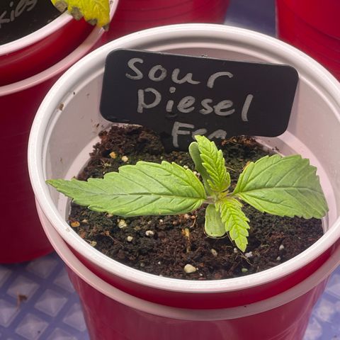 Sour Diesel #2 growlog timeline photo