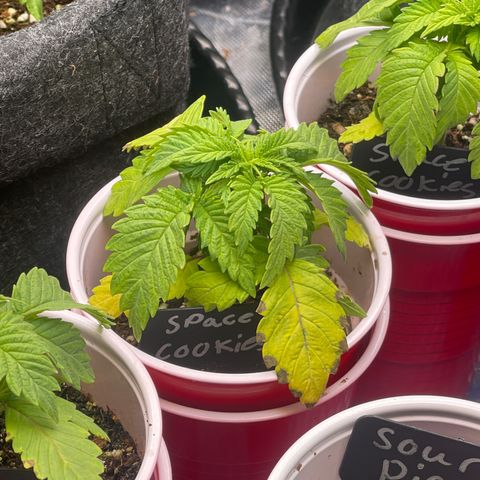 Space Cookies growlog timeline photo