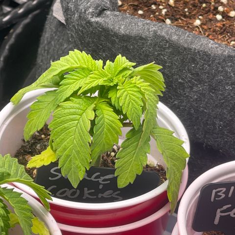 Space Cookies growlog timeline photo