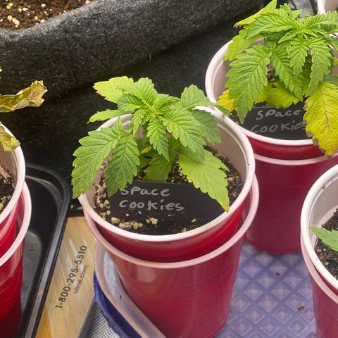 Space Cookies growlog timeline photo