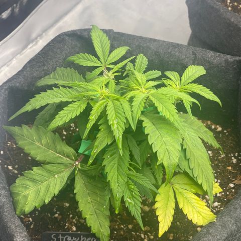 Strawberry Pie growlog timeline photo