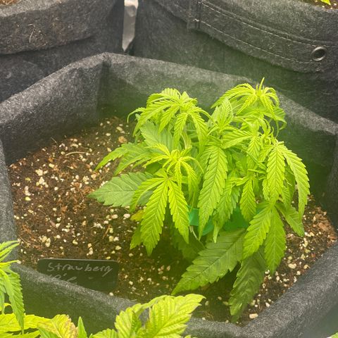 Strawberry Pie growlog timeline photo