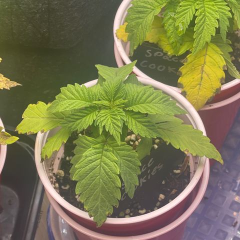 Space Cookies growlog timeline photo