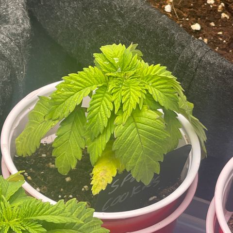 Space Cookies growlog timeline photo