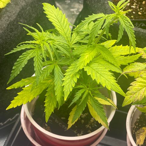 Strawberry Pie growlog timeline photo