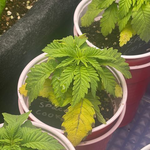 Space Cookies growlog timeline photo