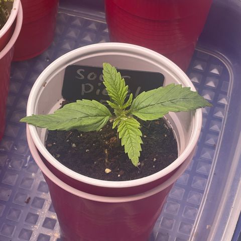 Sour Diesel #2 growlog timeline photo