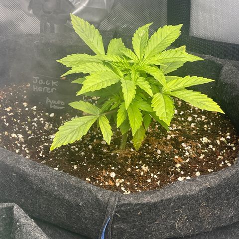 Jack Herer Auto growlog timeline photo
