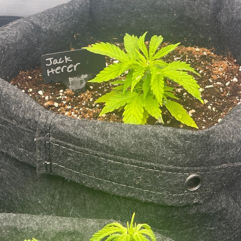 Jack Herer Auto growlog timeline photo