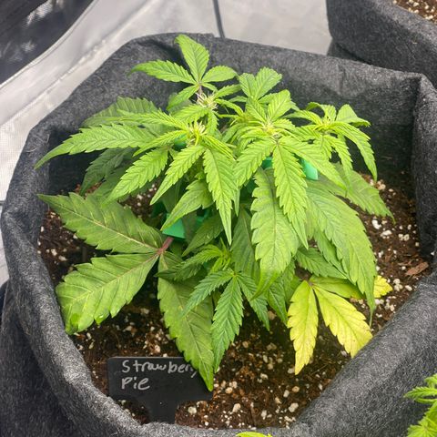 Strawberry Pie growlog timeline photo