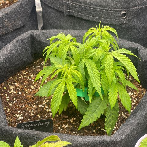 Strawberry Pie growlog timeline photo