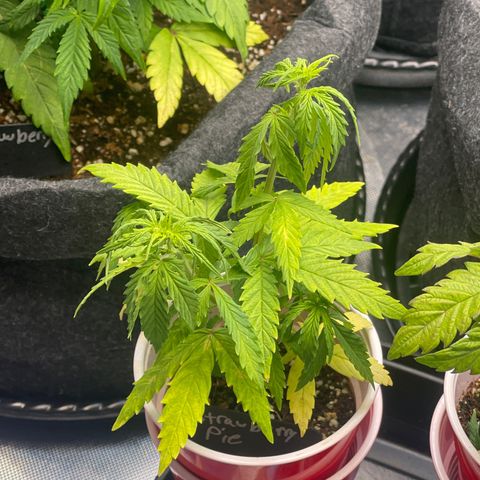 Strawberry Pie growlog timeline photo