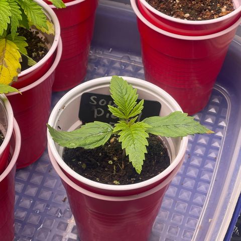 Sour Diesel #2 growlog timeline photo