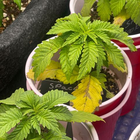 Space Cookies growlog timeline photo