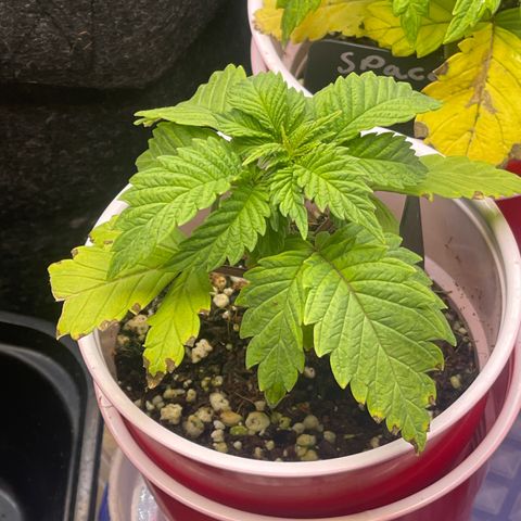 Space Cookies growlog timeline photo