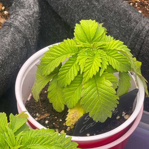Space Cookies growlog timeline photo