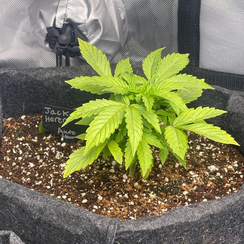 Jack Herer Auto growlog timeline photo