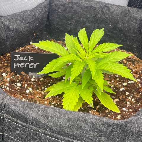 Jack Herer Auto growlog timeline photo