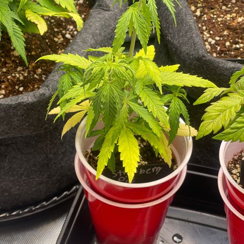 Strawberry Pie growlog timeline photo