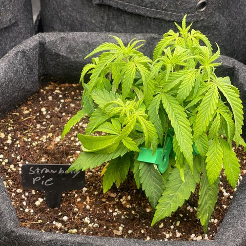 Strawberry Pie growlog timeline photo