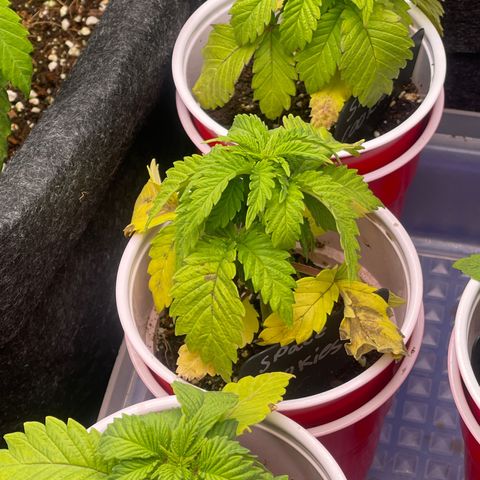 Space Cookies growlog timeline photo