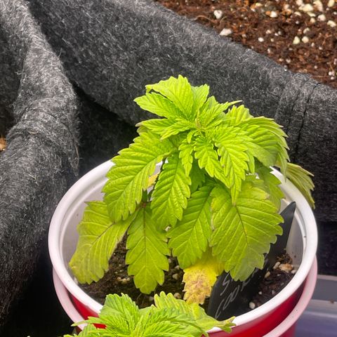 Space Cookies growlog timeline photo