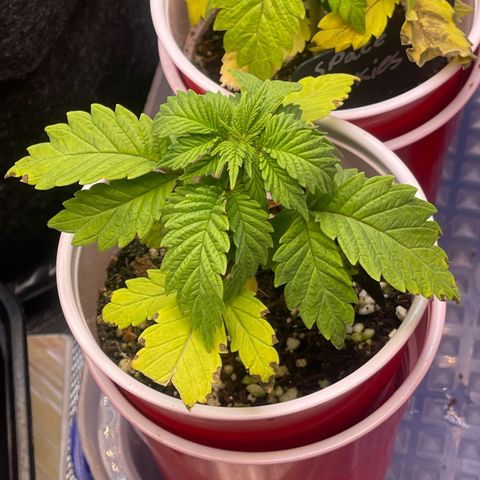Space Cookies growlog timeline photo