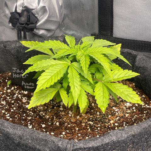 Jack Herer Auto growlog timeline photo