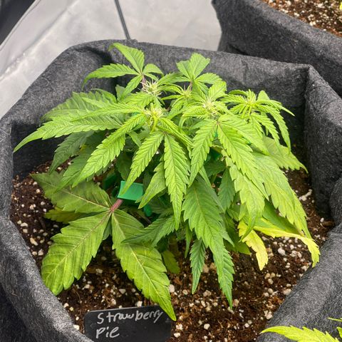 Strawberry Pie growlog timeline photo