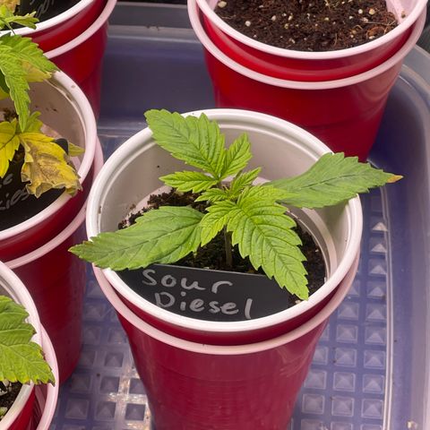 Sour Diesel #2 growlog timeline photo