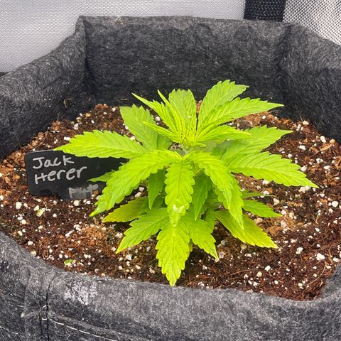 Jack Herer Auto growlog timeline photo