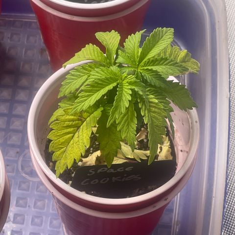 Space Cookies growlog timeline photo