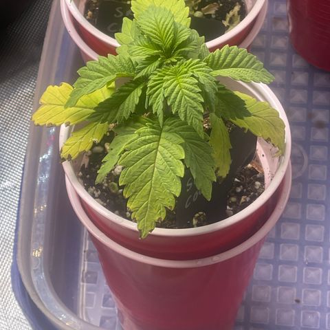 Space Cookies growlog timeline photo
