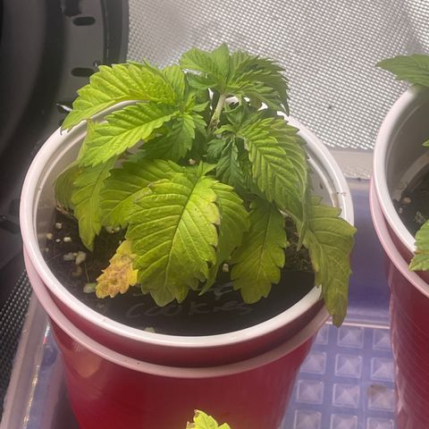 Space Cookies growlog timeline photo