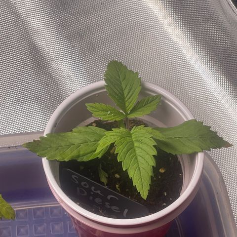 Sour Diesel #2 growlog timeline photo