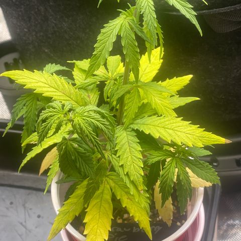 Strawberry Pie growlog timeline photo
