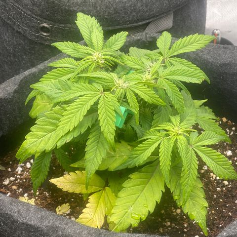 Strawberry Pie growlog timeline photo
