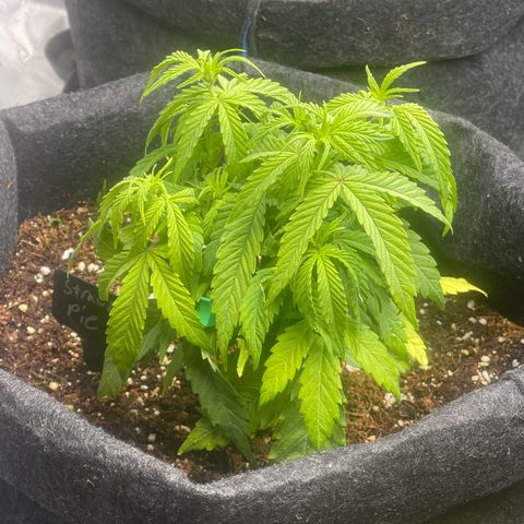 Strawberry Pie growlog timeline photo