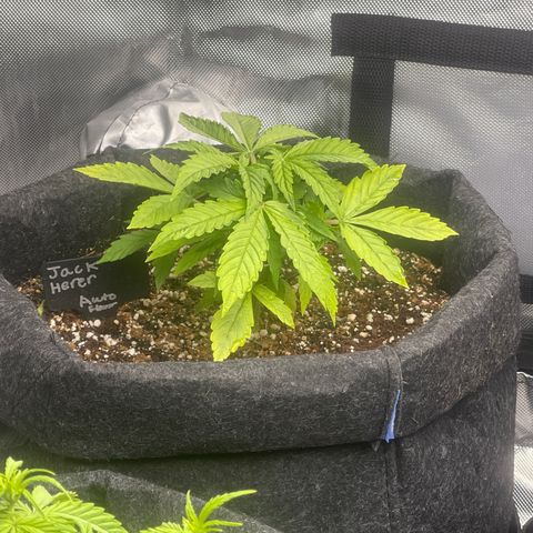 Jack Herer Auto growlog timeline photo