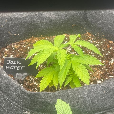 Jack Herer Auto growlog timeline photo