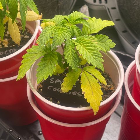 Space Cookies growlog timeline photo