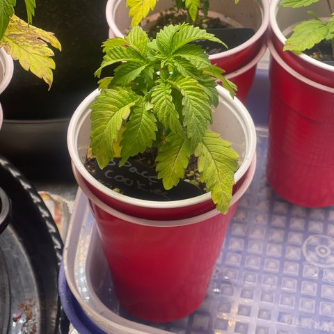 Space Cookies growlog timeline photo