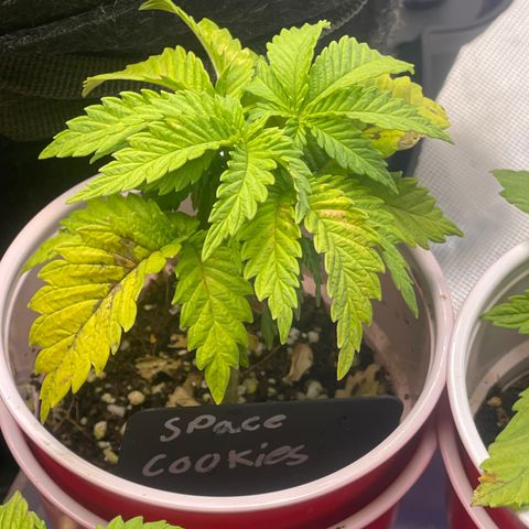Space Cookies growlog timeline photo