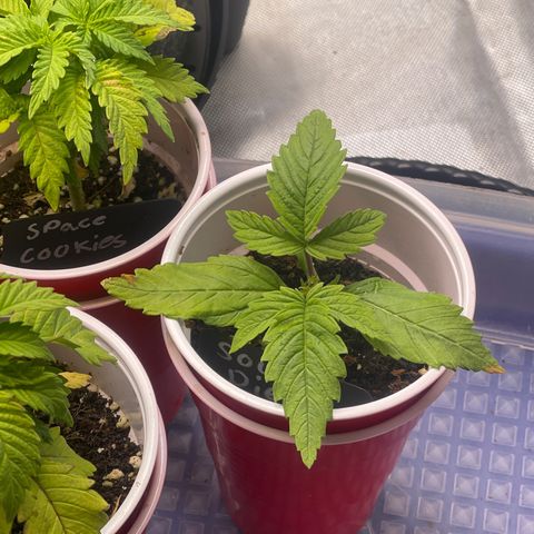Sour Diesel #2 growlog timeline photo